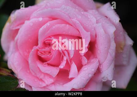 En fleur rose rose avec des gouttes de pluie Banque D'Images