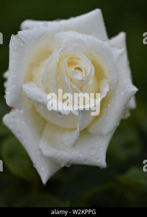 En fleur rose crème avec des gouttes de pluie Banque D'Images