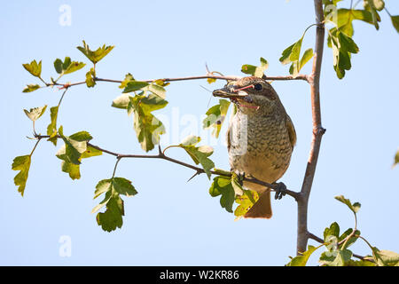 Pie-grièche écorcheur (Lanius collurio) femmes assis sur une branche avec bec en insectes Banque D'Images