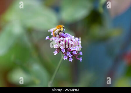 Abeille sur une fleur rose dans le jardin Banque D'Images