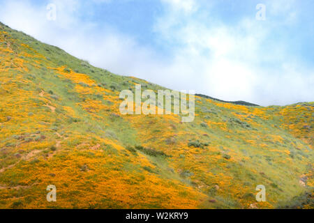 Orange lumineux vibrant vif golden coquelicots de Californie, saisonnier printemps, fleurs sauvages indigènes de plantes en fleur, superbe colline superbloom Banque D'Images