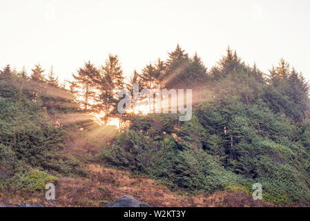 Rayons de soleil vu à travers un bosquet de pins et au lever du soleil. Le nord de la Californie, USA. Banque D'Images