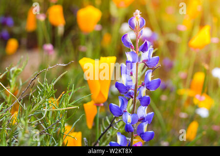 Orange lumineux vibrant vif golden coquelicots de Californie, saisonnier printemps des plantes indigènes, en fleurs fleurs sauvages close up purple lupin et coquelicot Banque D'Images