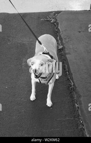 Jack Russell Terrier/Mix sur une laisse Banque D'Images
