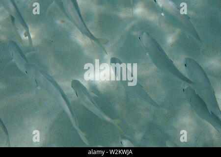 Un banc de poissons nageant dans des eaux peu profondes, Mead's Bay, Anguilla, BWI. Banque D'Images