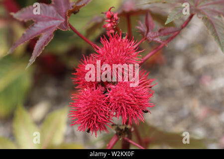 Carmencita Ricinus communis, le ricin, balle rouge fleurs piquantes Banque D'Images