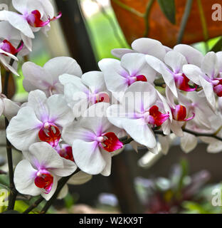 Phalaenopsis blanc, rouge violet rose orchidée, fleur centre Banque D'Images