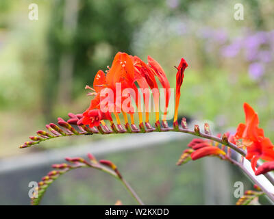 Vibrant Crocosmia Lucifer forte fleur écarlate sur un fond flou. Composition florale de vue latérale pour le bien-être, marketing de marque de jardinage floral. Banque D'Images