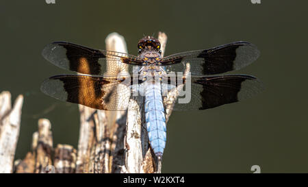 Les mâles adultes (Plathemis Lydia Skimmer Whitetail) Colorado, USA Banque D'Images