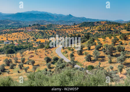 Plantation d'oliviers sur le fond du ciel bleu. Voir de champs d'oliviers et de campagne. Oliviers dans les rangées d'atteindre à l'extrême distance sur Banque D'Images