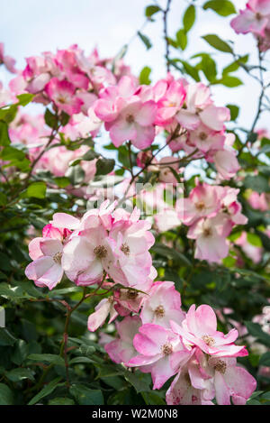 Rose 'rush', le Parc de la tête d'or ou le parc de la tête d'Or, un vaste parc urbain, Lyon, France Banque D'Images