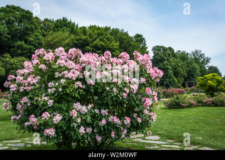 Rose 'rush', le Parc de la tête d'or ou le parc de la tête d'Or, un vaste parc urbain, Lyon, France Banque D'Images