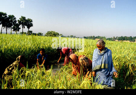 Les membres de la coopérative des femmes dans Shaptagram Pangsha ont collectivement une configuration bien profonds pour l'irrigation. Les femmes sont les canaux qui irriguent leurs terres. Le Bangladesh Banque D'Images