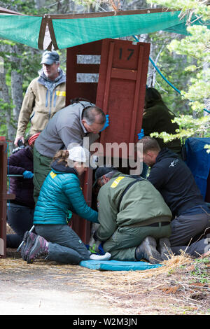 Une équipe de gardes, employés et bénévoles un caisse tranquillisés chèvre de montagne à Hurricane Ridge dans Olympic National Park, Washington le 9 juillet 2019. C'est aujourd'hui le deuxième jour d'une capture d'une durée de deux semaines et la translocation processus en mouvement les chèvres de montagne du Parc National Olympique pour le nord de la chaîne des Cascades. L'effort est une collaboration entre le Service des parcs nationaux, le Washington Department of Fish and Wildlife et l'USDA Forest Service pour rétablir les populations de chèvres de montagne dans le Nord de cascades tout en supprimant les chèvres non indigènes de la montagne olympique. L Banque D'Images