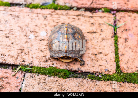 Gros plan ci-dessus de boîte de bois petit mignon turtle se cachant dans shell avec pattes en Virginie Chemin de jardin Banque D'Images