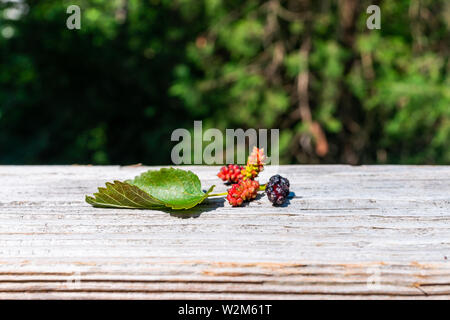 Noir et rouge mûre mûre et mûres tombées sur balustrade de bois prélevé à partir de la ferme de jardin vert avec feuille macro closeup Banque D'Images