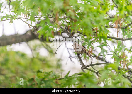 Arbre de chêne vert avec femelle roselin brun d'oiseaux et de la couleur d'arrière-plan flou à Virginia perché sur branch Banque D'Images