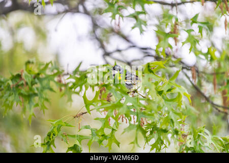 Arbre de chêne vert avec un Yellow-Rumped Myrtle Warbler mâle de couleur jaune avec des oiseaux et l'arrière-plan flou à Virginia perché sur branch Banque D'Images