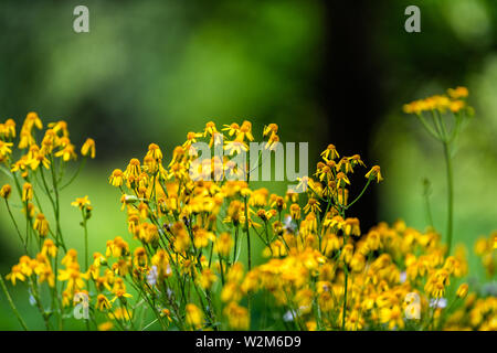 Libre de nombreuses fleurs sauvages dans l'aster d'histoire de la forêt sentier nature dans Shenandoah Blue Ridge appalaches avec arrière-plan flou Banque D'Images