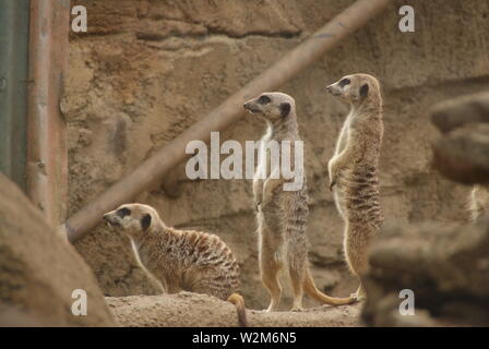 Trois suricates Banque D'Images