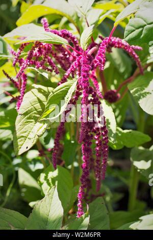 Amaranthus caudatus (Love Lies Bleeding) amarante, Close up. Banque D'Images