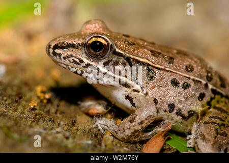 Le sud de l'Leopord Frog (Rana sphenocephala) le journal avec les graines d'un arbre peuplier autour de ses pieds. Banque D'Images