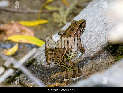 Grenouille léopard (Rana sphenocephala) prêt à bondir sur le log Banque D'Images