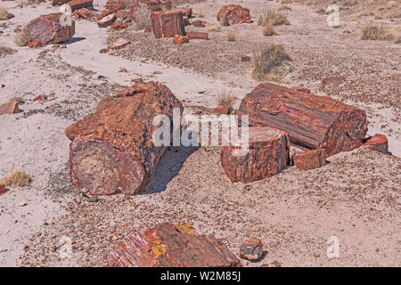 Consigner les échantillons de bois pétrifiés dans le désert dans le Parc National de la Forêt Pétrifiée en Arizona Banque D'Images