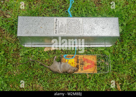 Motueka, Nouvelle-Zélande/Tasman - Mars 28, 2015 : un rat mort dans un piège à rats piège à côté de la cache d'oiseaux. Banque D'Images