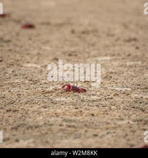 Les crabes rouges recouverte de sable d Mandarmani Beach. Focus sélectif est utilisé. Banque D'Images