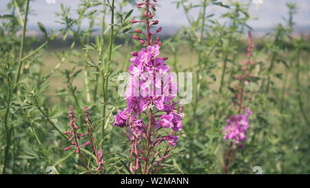 Rosebay willowherb. Chamaenerion. Fireweed angustifolius. Fleurs roses. Banque D'Images