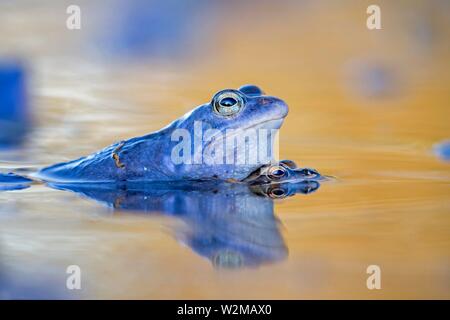 Moor frog (Rana arvalis), mâle bleu, paire d'accouplement, milieu de la Réserve de biosphère de l'Elbe, Saxe-Anhalt, Allemagne Banque D'Images