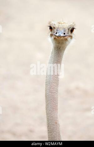 Autruche commune (Struthio camelus), des animaux en captivité, portrait, Saxe-Anhalt, Allemagne Banque D'Images