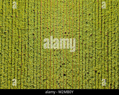 Image aérienne d'un vaste champ de tournesol. Banque D'Images