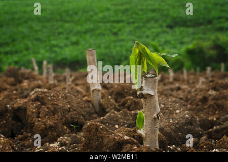 Des boutures de manioc, plants de manioc sont cultivées après la plantation. Banque D'Images