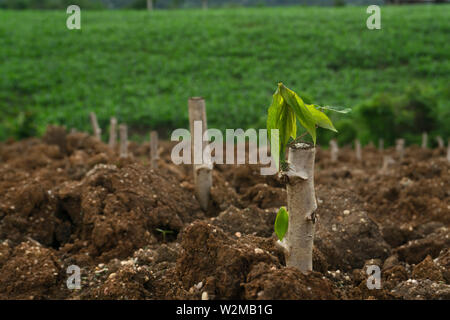 Des boutures de manioc, plants de manioc sont cultivées après la plantation. Banque D'Images