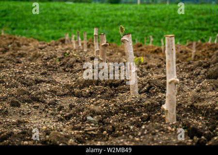 Des boutures de manioc, plants de manioc sont cultivées après la plantation. Banque D'Images