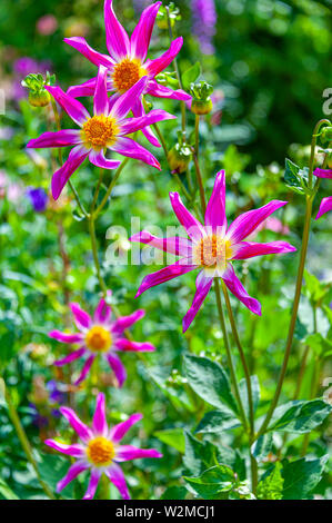 Belle close up of 8-star des pétales de fleurs de forme sur le terrain. Alpen Plaquettes dahlias en violet couleur fuchsia prises avec une faible profondeur de champ. Banque D'Images