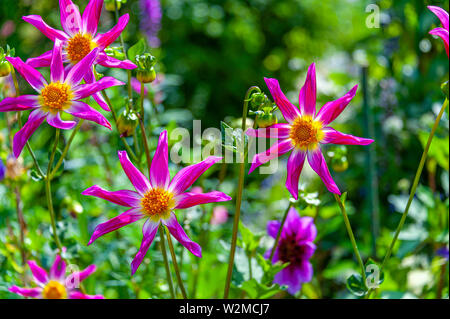 Belle close up of 8-star des pétales de fleurs de forme sur le terrain. Alpen Plaquettes dahlias en violet couleur fuchsia prises avec une faible profondeur de champ. Banque D'Images