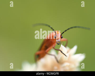 Soldat rouge commun beetle (Rhagonycha fulva) Banque D'Images