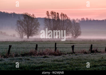 Saules sur un champ coloré à misty sunrise, Schleswig-Holstein Banque D'Images