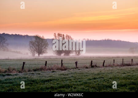 Saules sur un champ coloré à misty sunrise, Schleswig-Holstein Banque D'Images