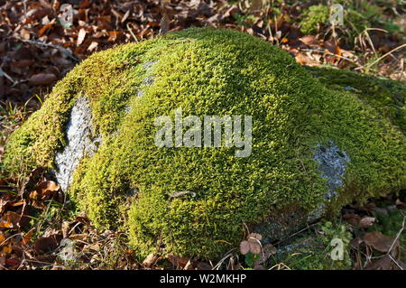 Vue depuis une forêt prairie avec grosse pierre recouverte de mousse près de la ville de Teteven, montagnes des Balkans, la Bulgarie Banque D'Images