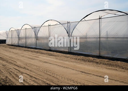 Rangée de serres polytunnels utilisés en agriculture pour cultiver des plantes et légumes en hiver Banque D'Images