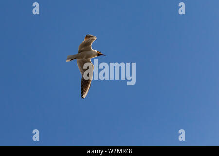 Mouette noir en vol en regardant pour un repas dans l'archipel finlandais. Banque D'Images