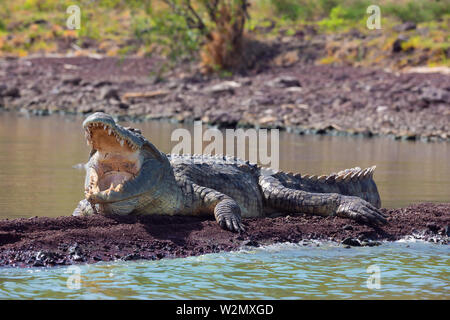 Grand crocodile du Nil avec bouche ouverte. Crocodylus niloticus, le crocodile d'eau douce le plus important en Afrique, est haletant et reposant sur le sol. Le Lac Chamo, Arb Banque D'Images