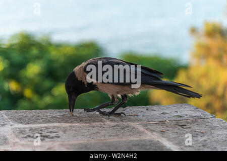 Crow manger petite graine sur un mur Banque D'Images