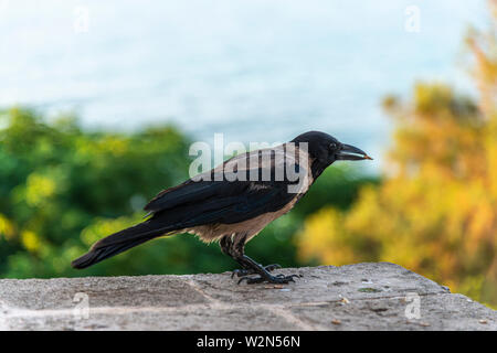 Crow manger petite graine sur un mur Banque D'Images