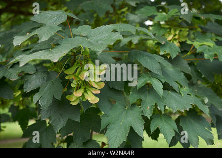 Le feuillage frais et des fruits de l'arbre d'Acer platanoides Banque D'Images
