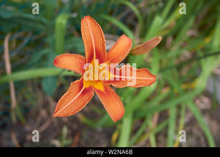 Orange fleurs d'hémérocalles fulva Banque D'Images